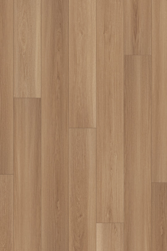 Saddle Oak