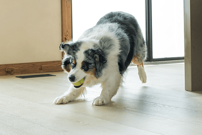 Best Luxury Vinyl Flooring for Pets and Families